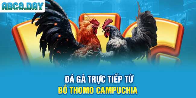 Đá gà trực tiếp từ bồ Thomo Campuchia